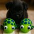 Pet sound toy turtle