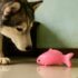 Dog toy fish